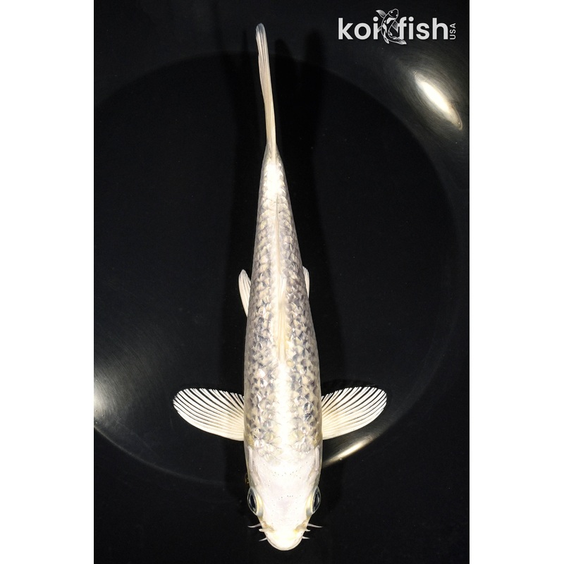 6.75 GINRIN PLATINUM OGON