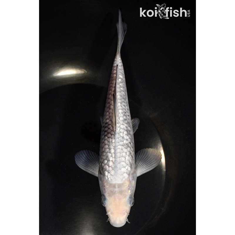 6.75" GINRIN SORAGOI