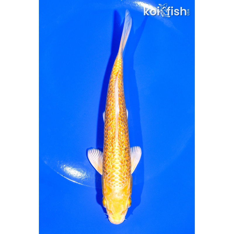 6.75' GINRIN YAMABUKI OGON