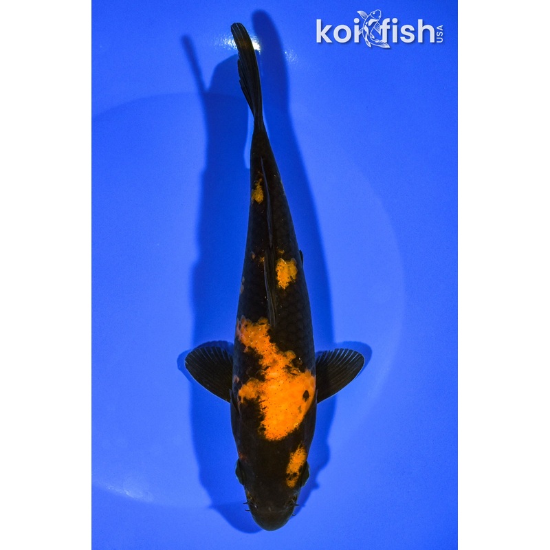 6.75" HI UTSURI