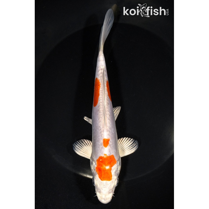 6.75" KIKUSUI