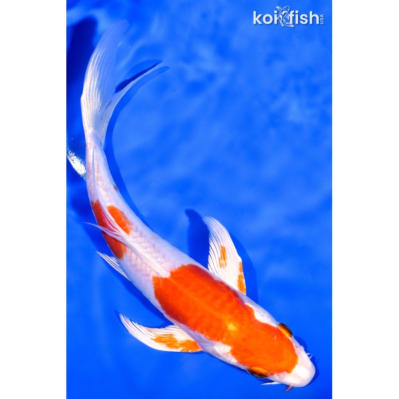 6.75" KIKUSUI BUTTERFLY
