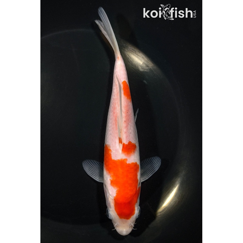 6.75" KOHAKU