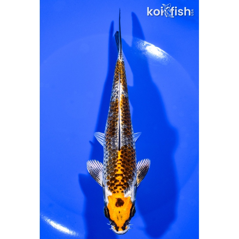6.75" KUJAKU