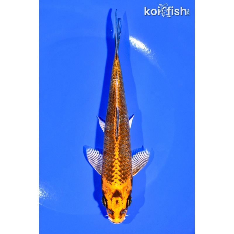 6.75" ORENJI MATSUBA