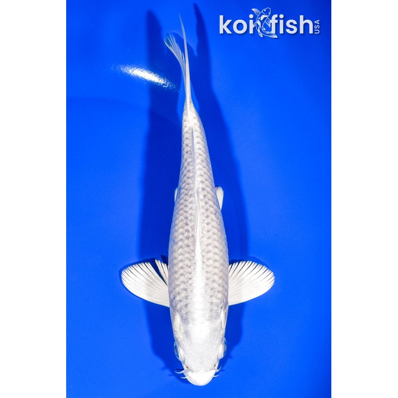 6.75" PLATINUM OGON