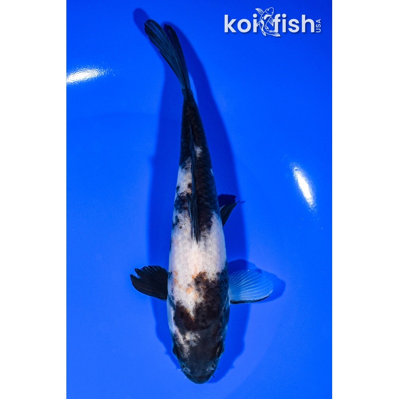 6.75" SHIRO UTSURI