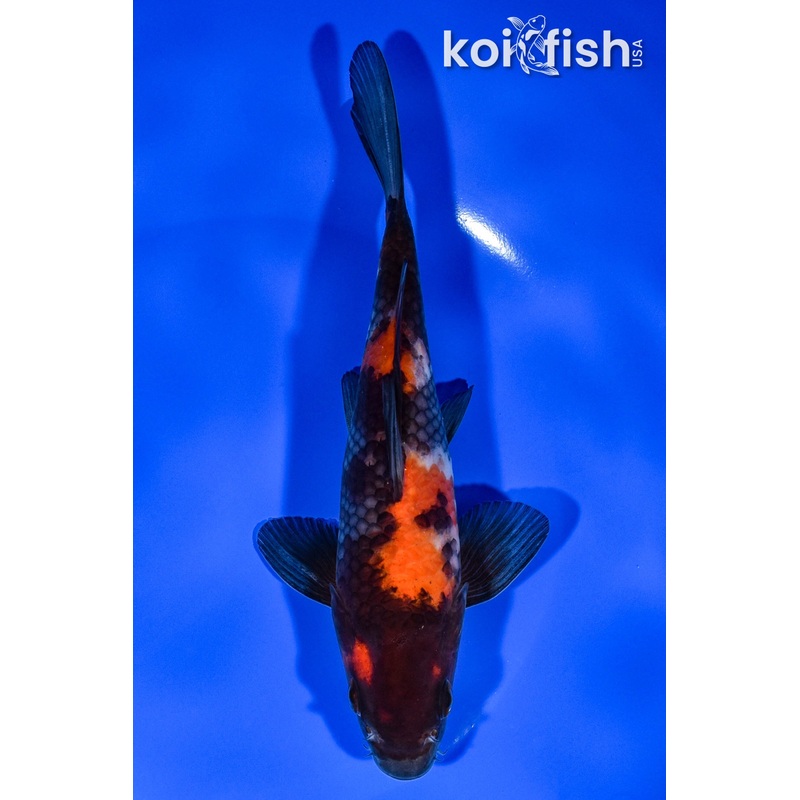 6.75" SHOWA