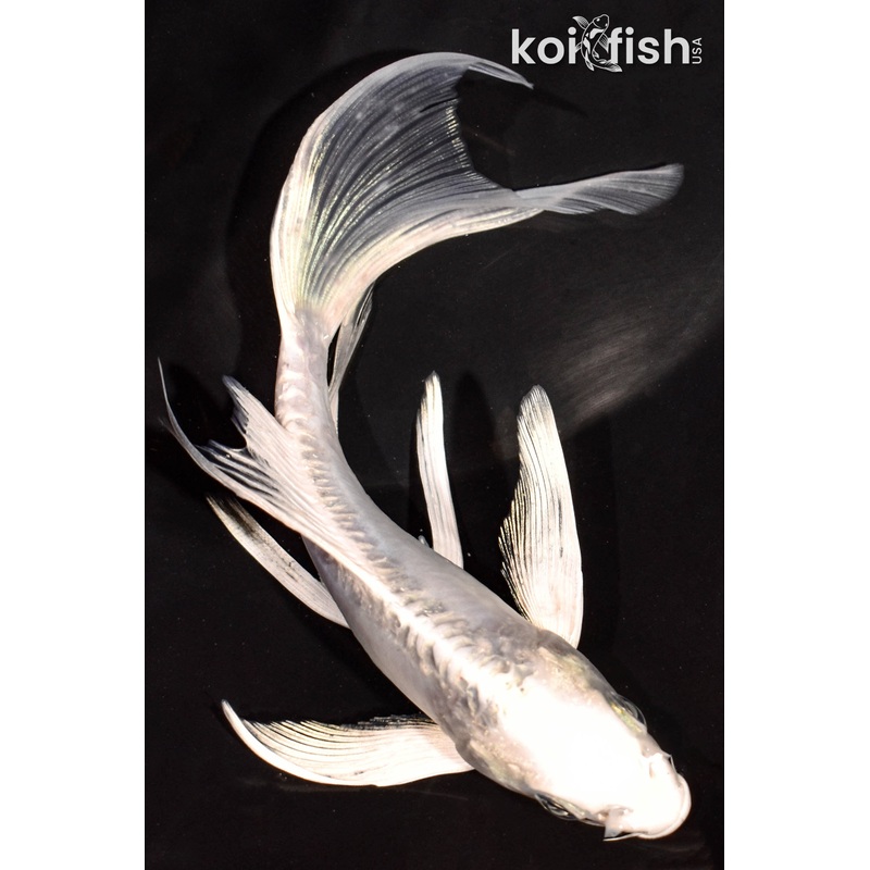 6" DOITSU PLATNIUM OGON BUTTERFLY