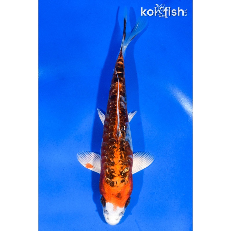 6" GINRIN DOITSU KUJAKU