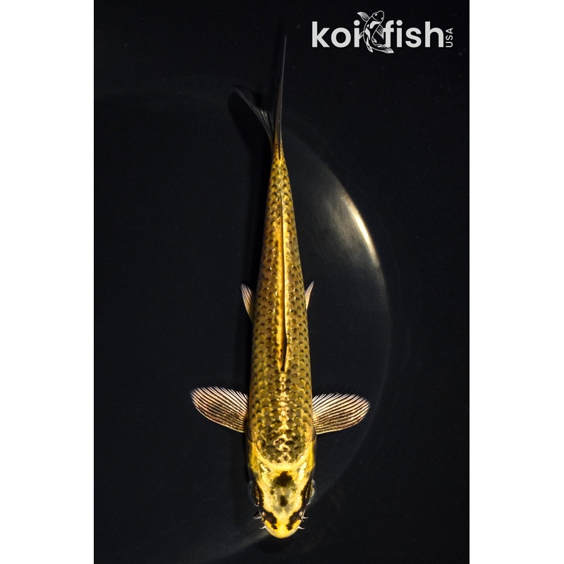 6" KI MATSUBA