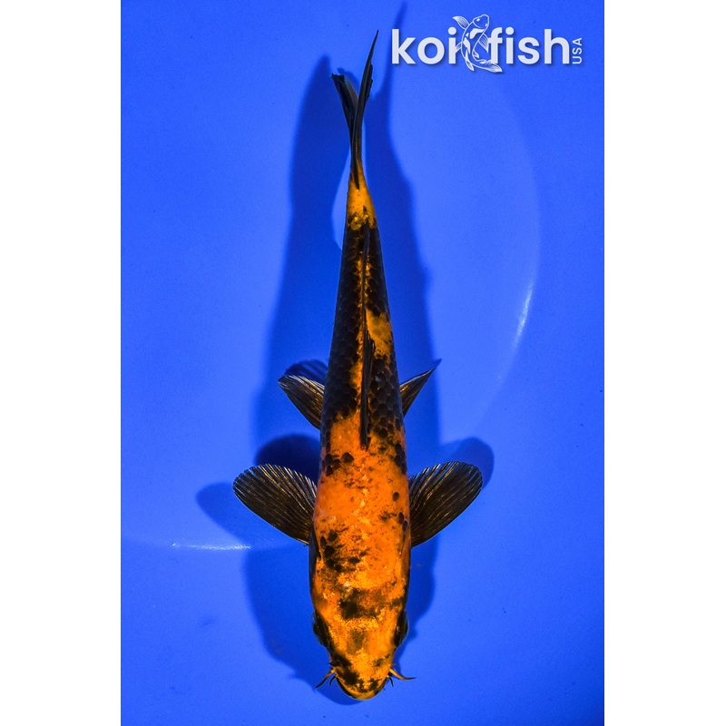 6" KIN HI UTSURI