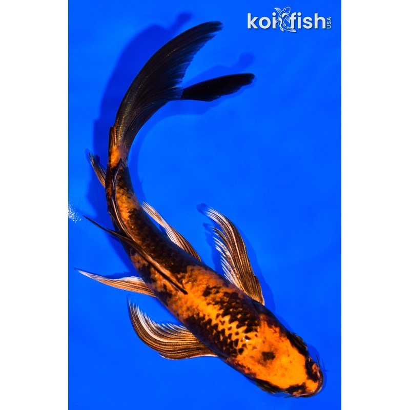 6" KIN HI UTSURI BUTTERFLY