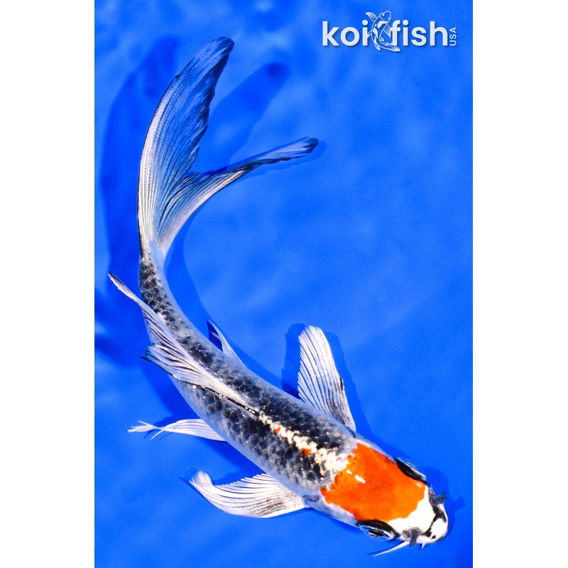 6" MARUTEN KUJAKU BUTTERFLY