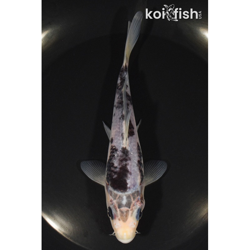 6" MATSUKAWABAKE