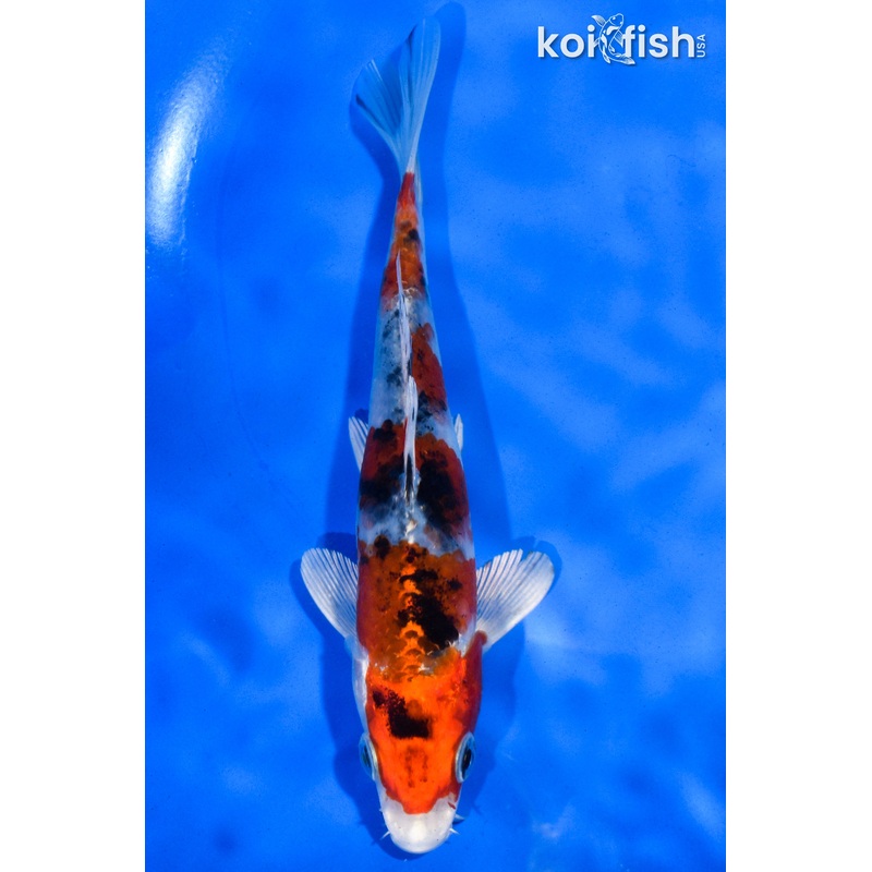 6" YAMATO NISHIKI