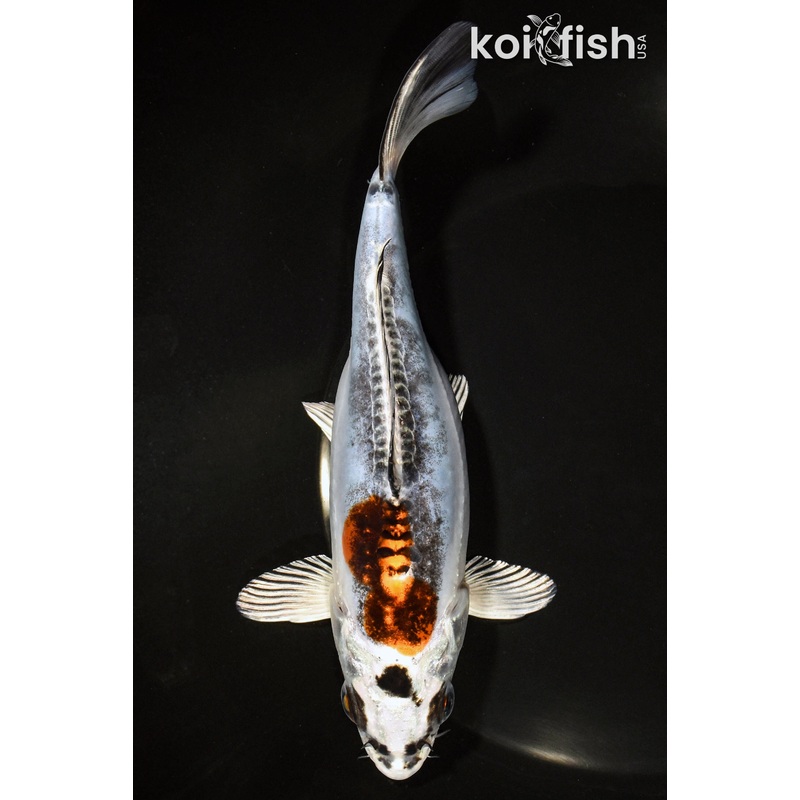 7.25" BENI KIKOKURYU