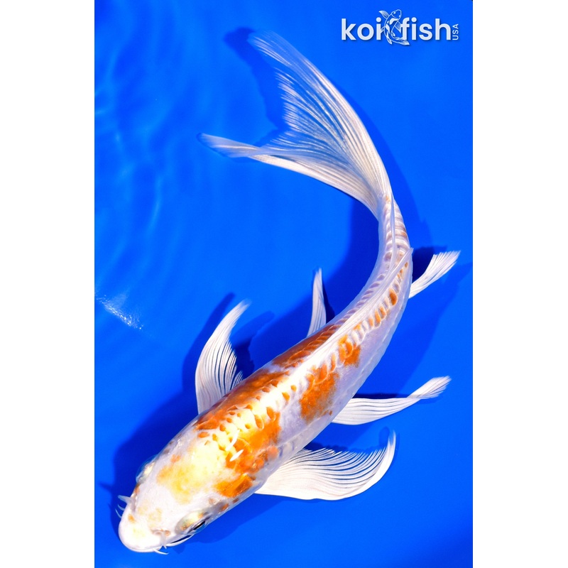 7.25" DOITSU HARIWAKE BUTTERFLY