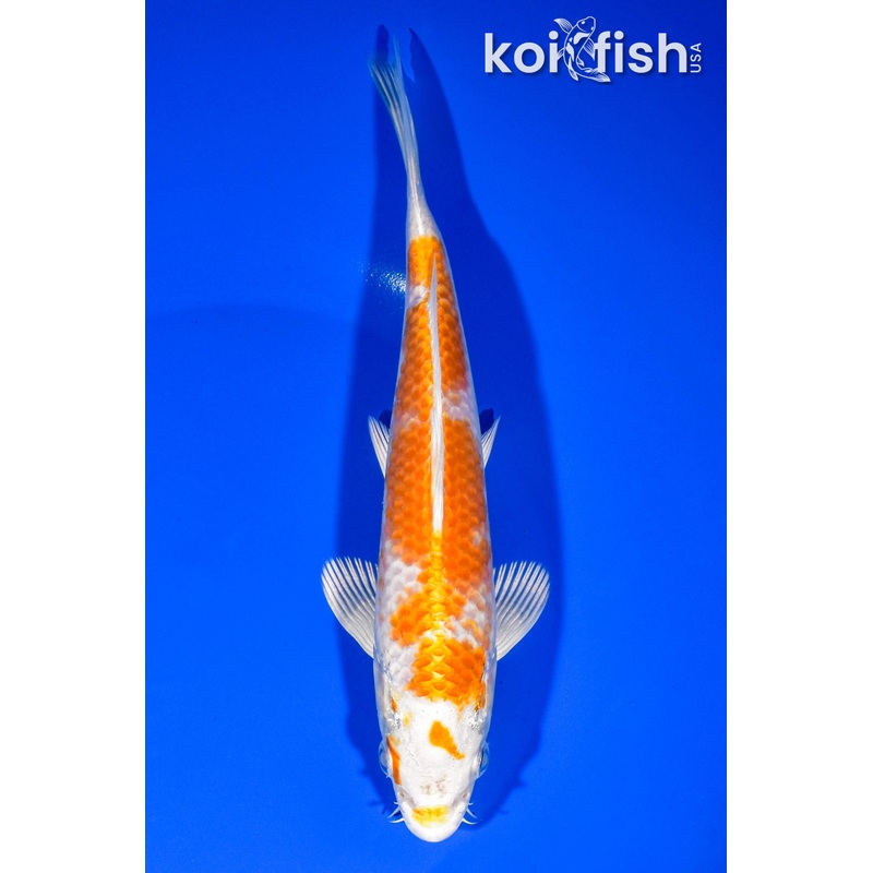 7.25" HARIWAKE