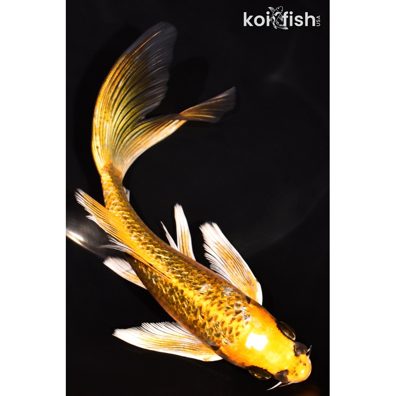 7.25" KI MATSUBA BUTTERFLY