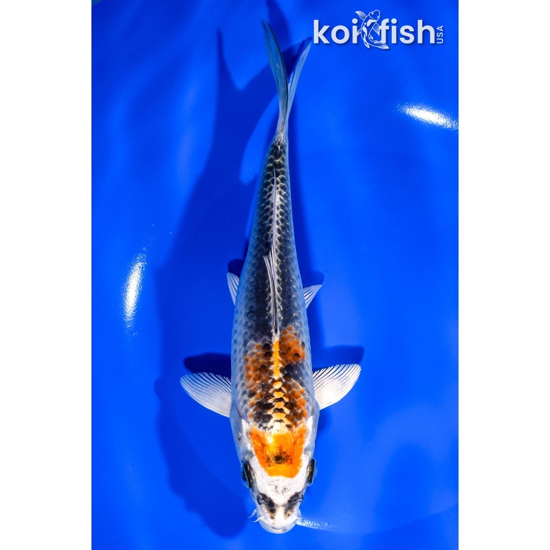 7.25" KUJAKU