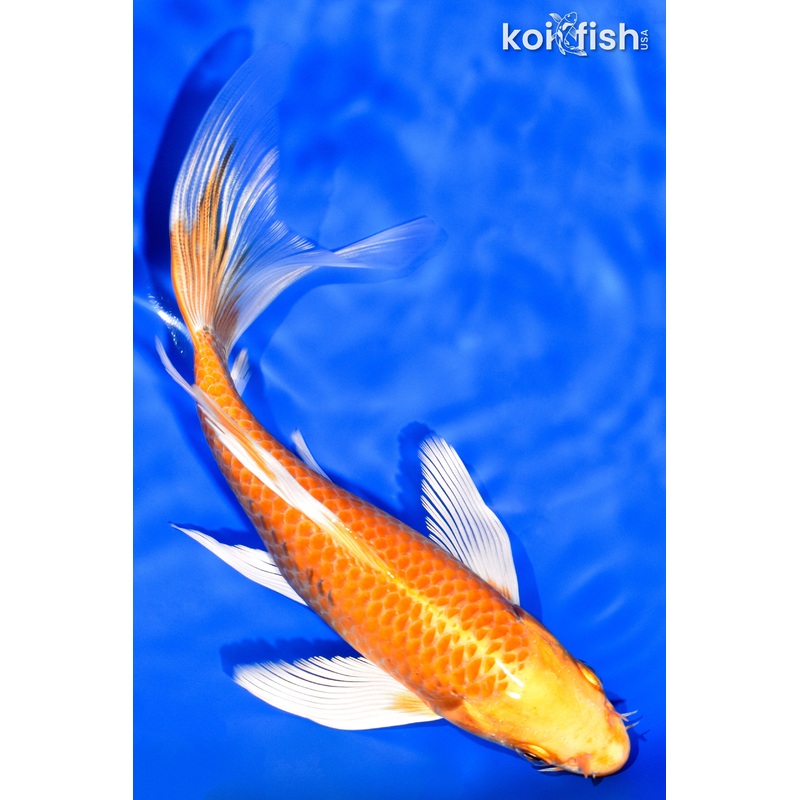 7.25" ORENJI OGON BUTTERFLY