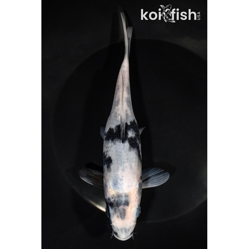 7.25" SHIRO UTSURI