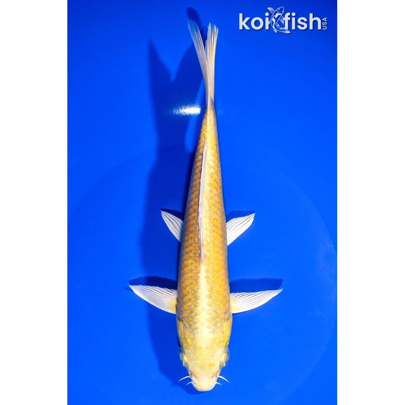 7.25" YAMABUKI OGON