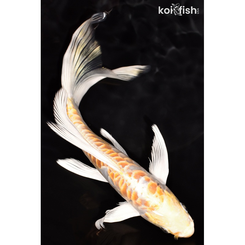 7.5" DOITSU HARIWAKE BUTTERFLY