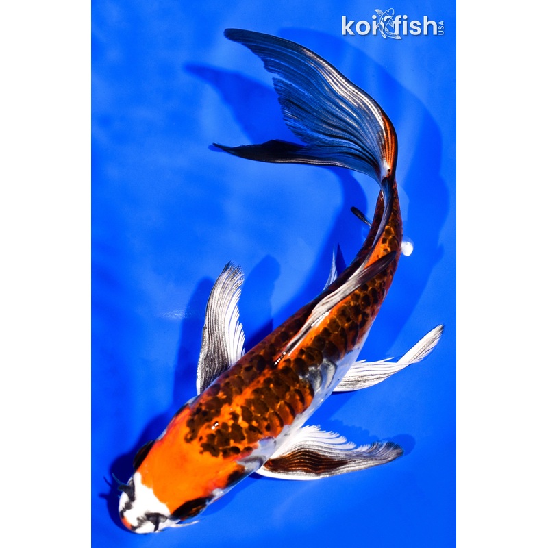 7.5" DOITSU KUJAKU BUTTERFLY