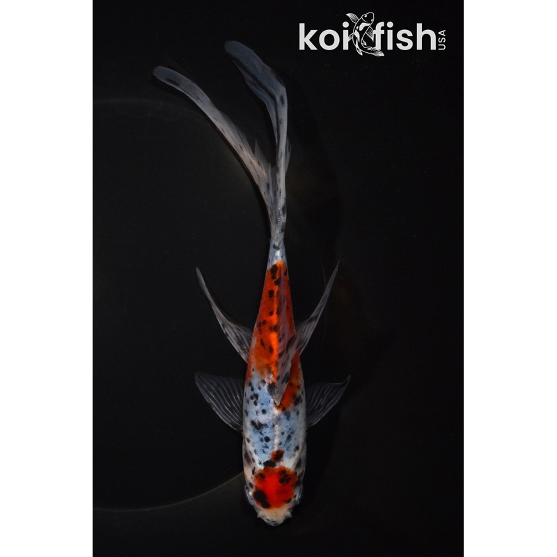 7.5" MARUTEN SHUBUNKIN GOLDFISH