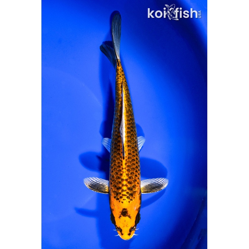 7.5" ORENJI MATSUBA