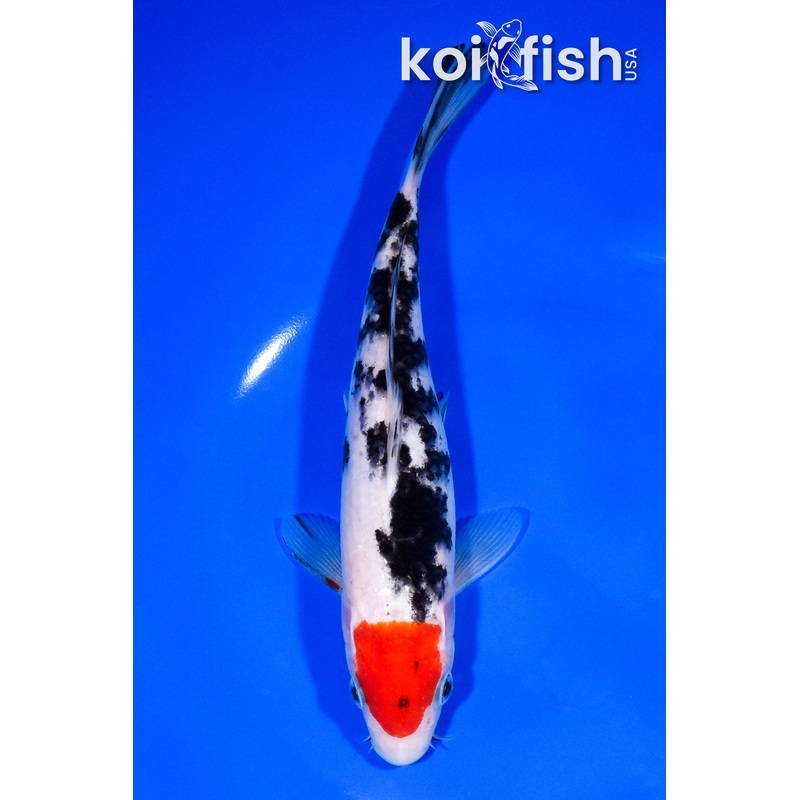 7.5" TANCHO SANKE