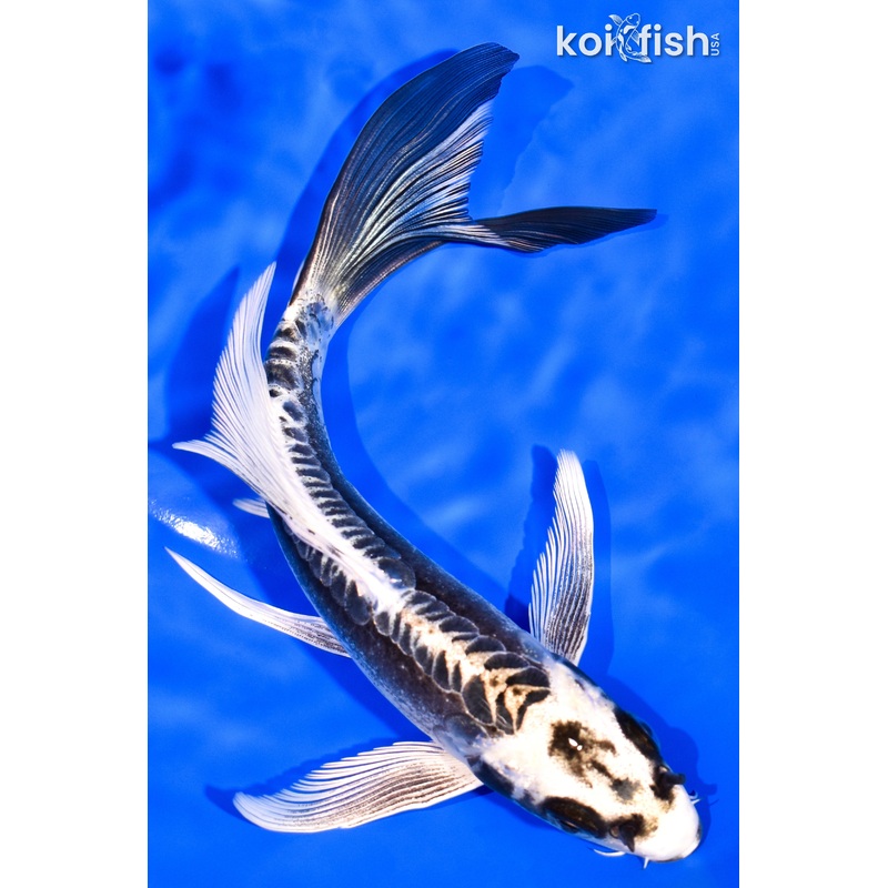 7.75" KIKOKURYU BUTTERFLY