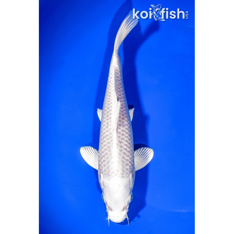 7.75" PLATINUM OGON