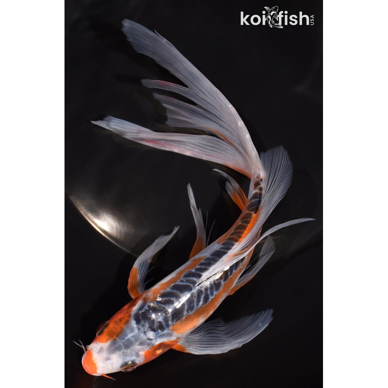 7.75" SHUSUI BUTTERFLY