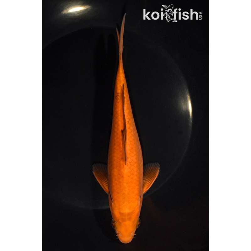 7" CHAGOI
