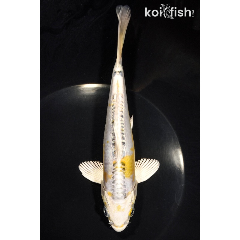7" DOITSU KUJAKU
