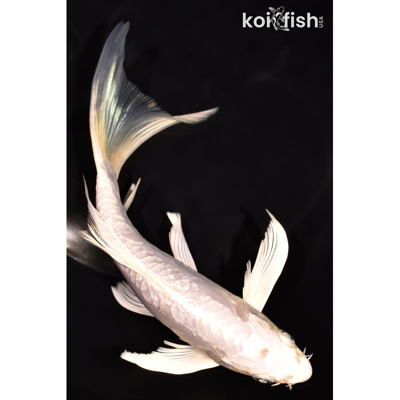 7" DOITSU PLATINUM OGON BUTTERFLY