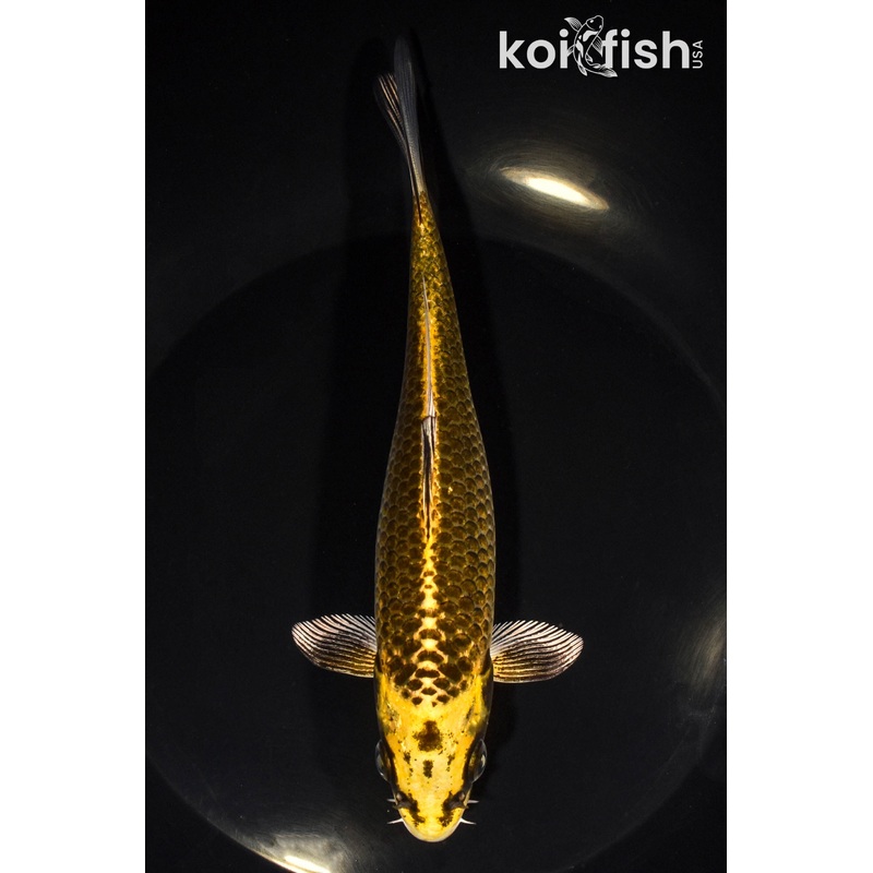 7" KI MATSUBA