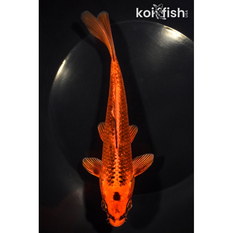 7" ORENJI MATSUBA
