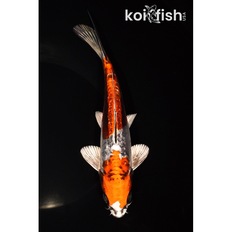 8.25" BENI KIKOKURYU