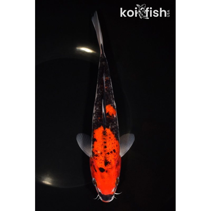 8.25" GOSHIKI