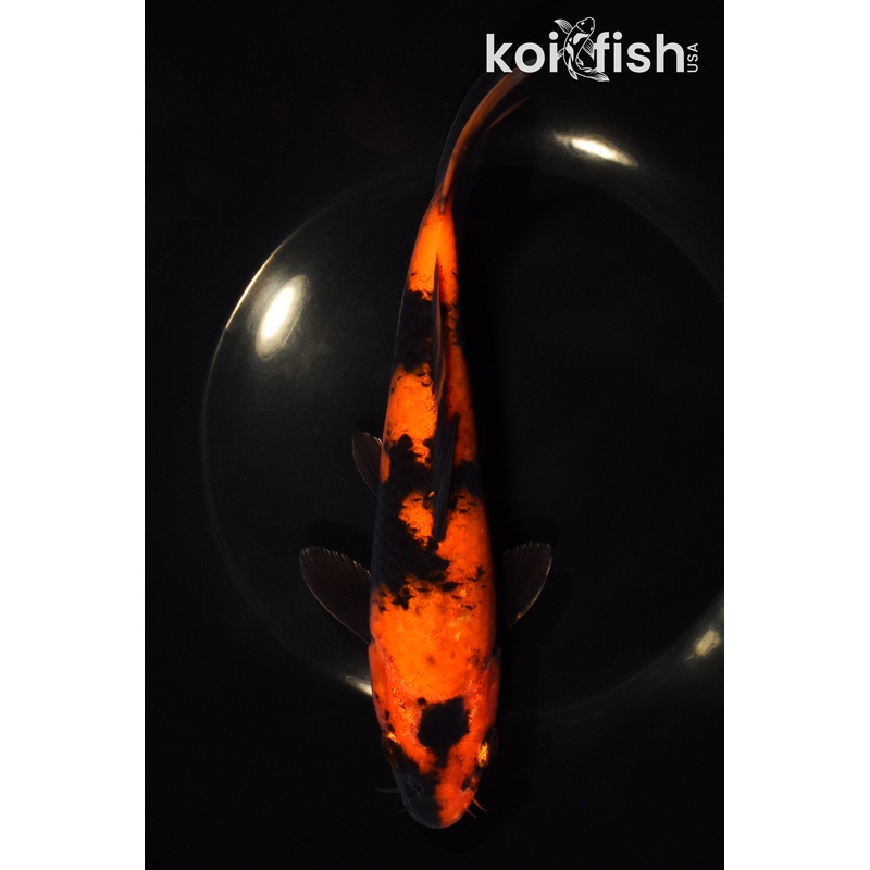 8.25" HI UTSURI