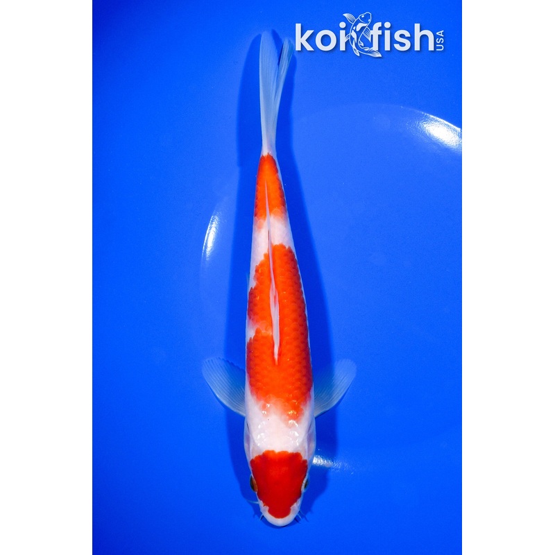 8.25" MARUTEN KOHAKU