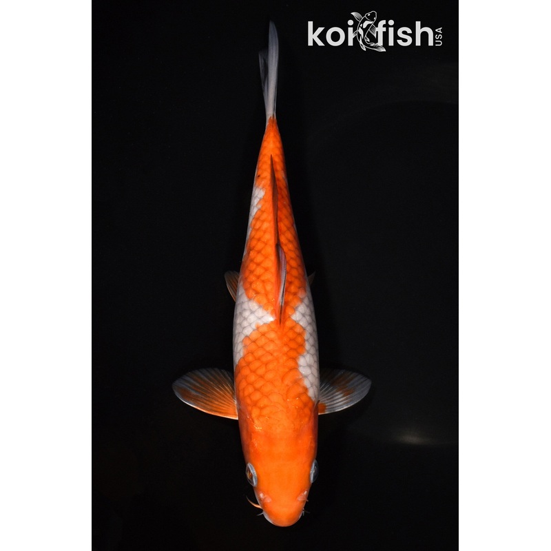 8.25" OCHIBA SHIGURE