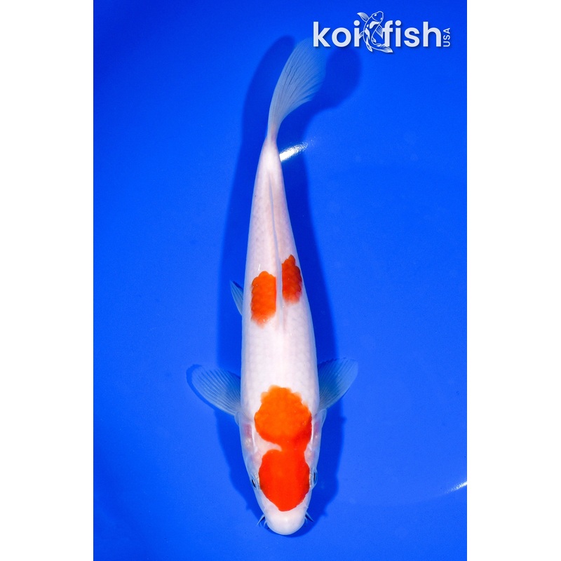 8.5" MARUTEN KOHAKU