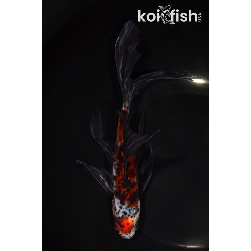 8.5" SHUBUKIN GOLDFISH