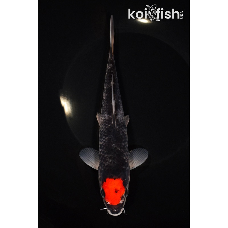 8.5" TANCHO GOSHIKI