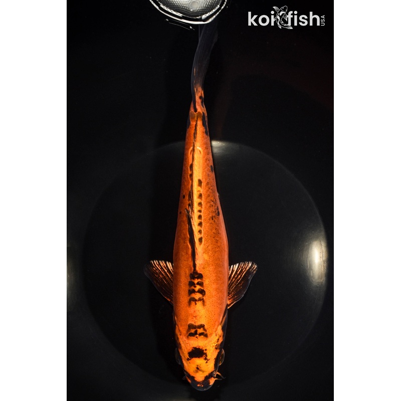 8.75" BENI KIKOKURYU
